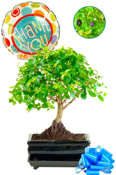 Thank You Baby Chinese Sweet Plum Bonsai Gift