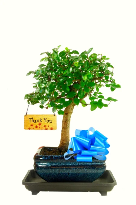 Gorgeous Baby Chinese Elm Bonsai – Thank You Gift