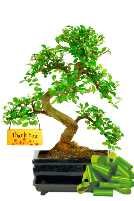 Thank you Chinese Elm Bonsai Gift