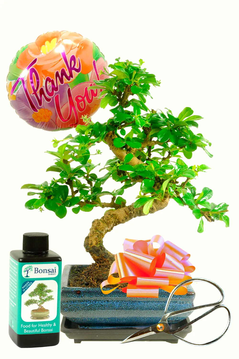 Thank You Flowering Fukien Tea Tree Bonsai Kit