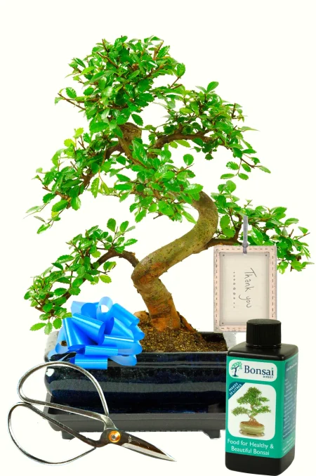 Thank You Tree – Chinese Elm Bonsai Gift with Care Kit