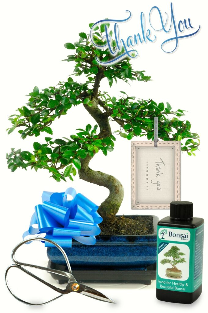 Beginning bonsai starter kit thank you gift set