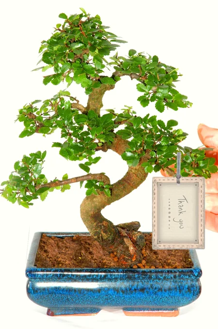 Larger Size Twisty Chinese Elm Bonsai Thank You Gift