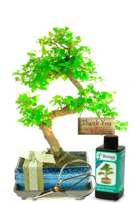 Stunning Thank You Gift - Fruiting Chinese Sweet Plum Bonsai