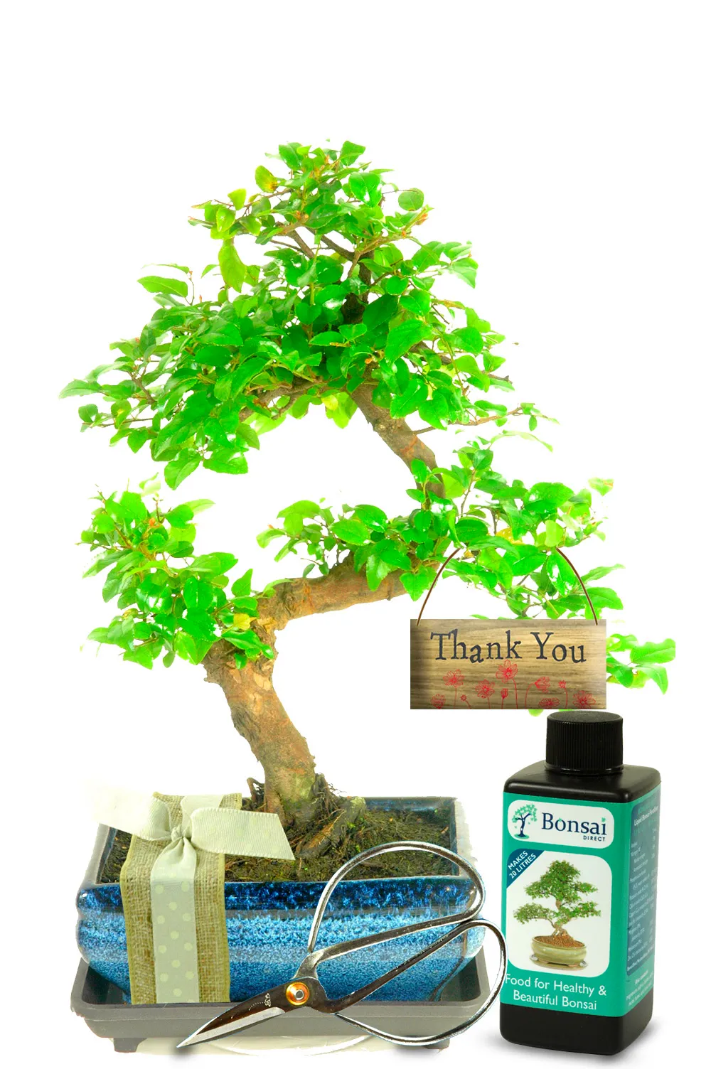 Stunning Thank You Gift - Fruiting Chinese Sweet Plum Bonsai