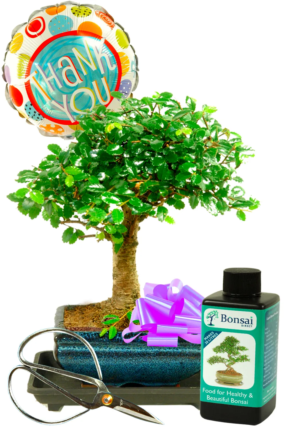 Thank You - Chinese Elm Bonsai Gift Se