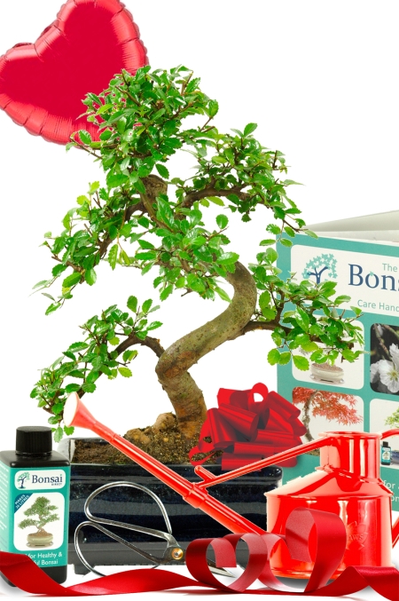 Perfect Valentine’s Gift | Complete Chinese Elm Bonsai Starter Kit