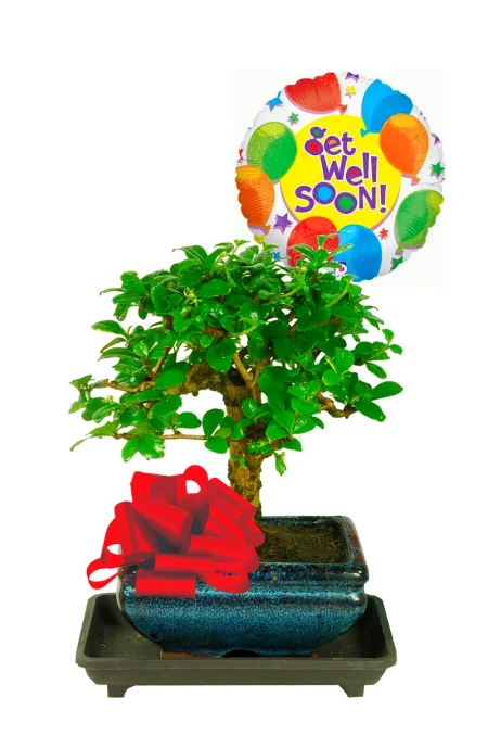 Value Flowering Get Well Soon Bonsai Gift