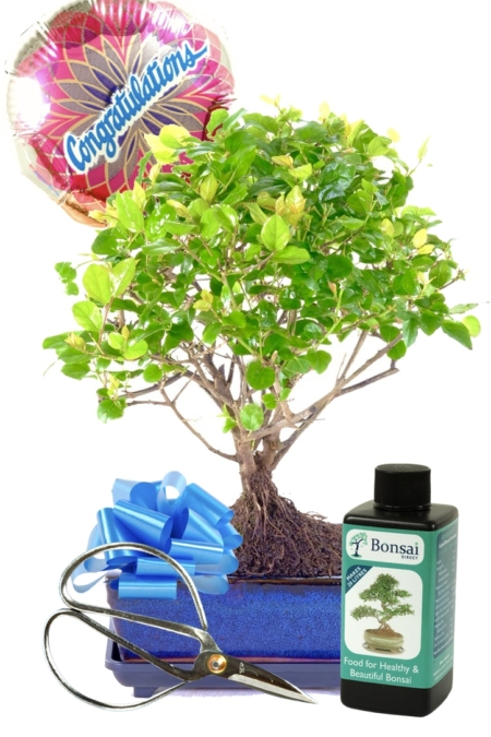 Fruiting Chinese Sweet Plum congratulations bonsai gift UK