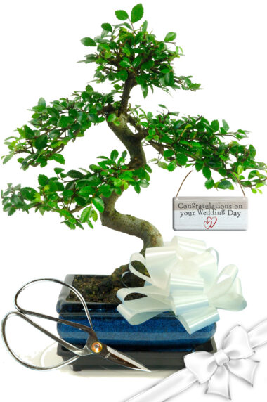 Twisty Chinese Elm Wedding bonsai gift for sale