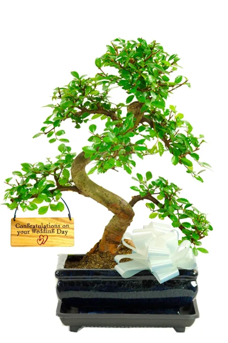 Wedding Plant Gift | 8-Year Chinese Elm Bonsai with Congratulations Tag