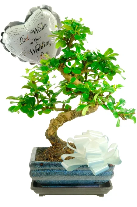Wedding Day Flowers | Elegant S-Shaped Fukien Tea Tree Bonsai Wedding Gift