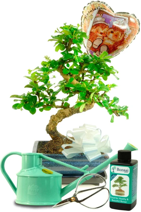 Wedding Gift Set | Flowering Fukien Tea Tree Bonsai with Complete Care Kit