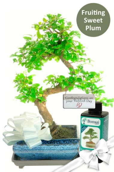 Unique wedding gifts | Beautiful bonsai tree kit