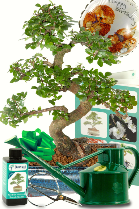 Birthday Tree | Complete Birthday Bonsai Kit