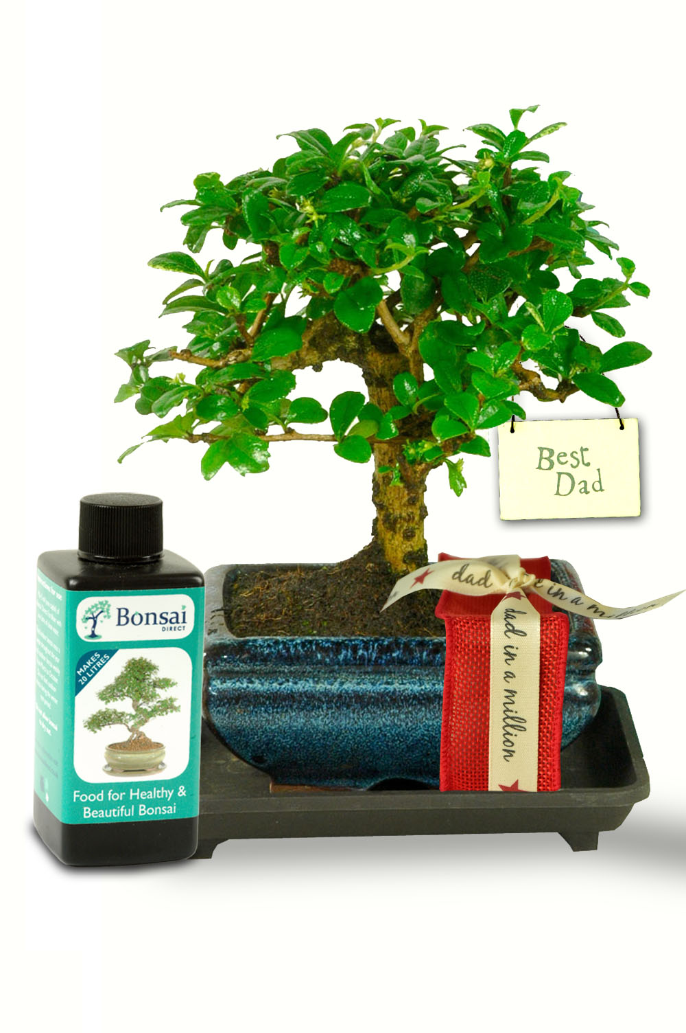 Artistic Oriental Style Father's Day Bonsai Kit christmas tree light kits wiring 