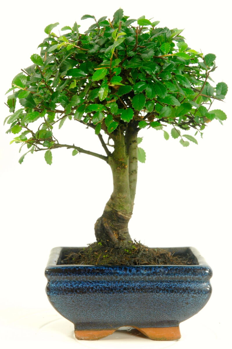 Mini Bonsai Tree Range Cheap Small Bonsai Trees for Sale