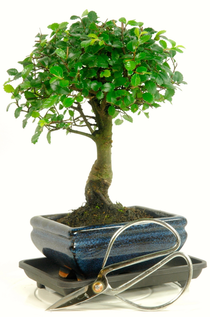 Inexpensive Bonsai Trees for Sale Basic Bonsai Kit with scissors