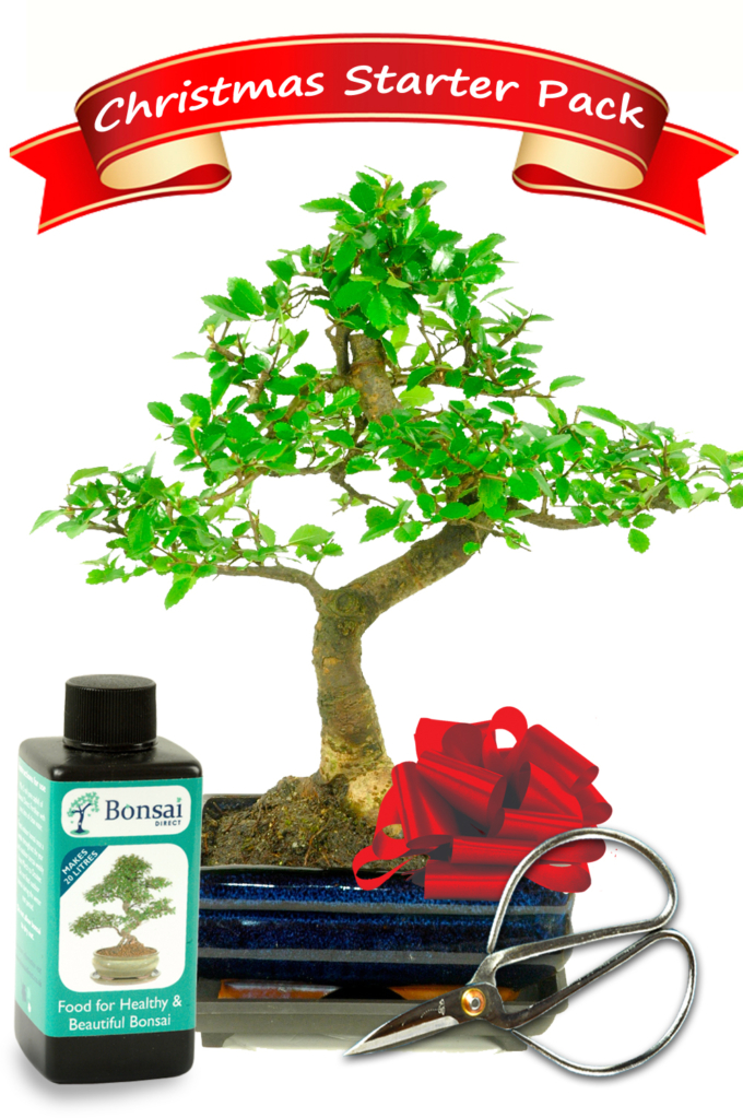 Beginners Christmas Bonsai Starter Kit