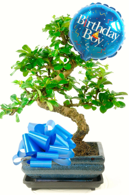 Birthday Boy Bonsai Gift