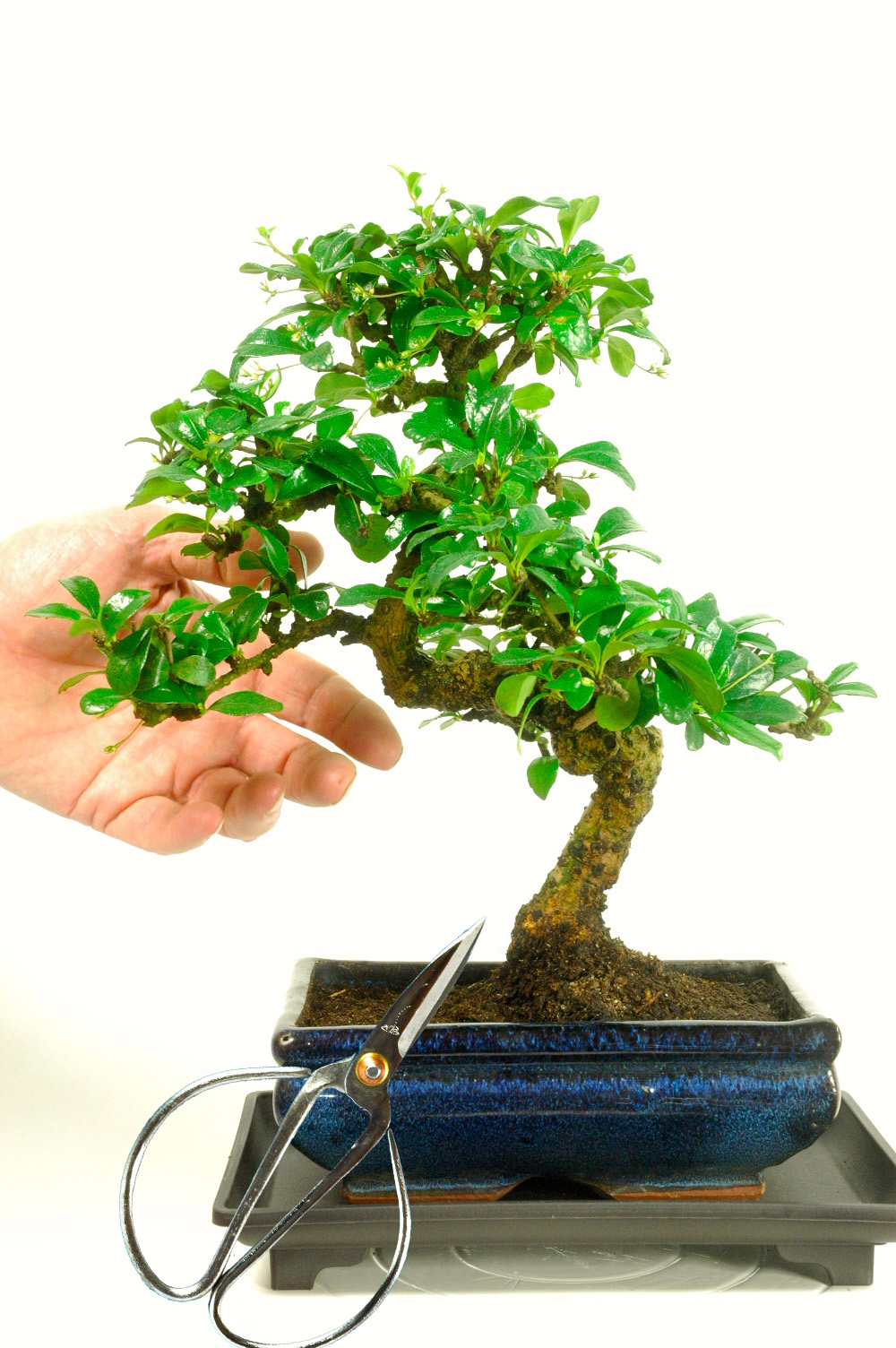 Carmona Bonsai with tray and scissors - Medium Sized Bonsai