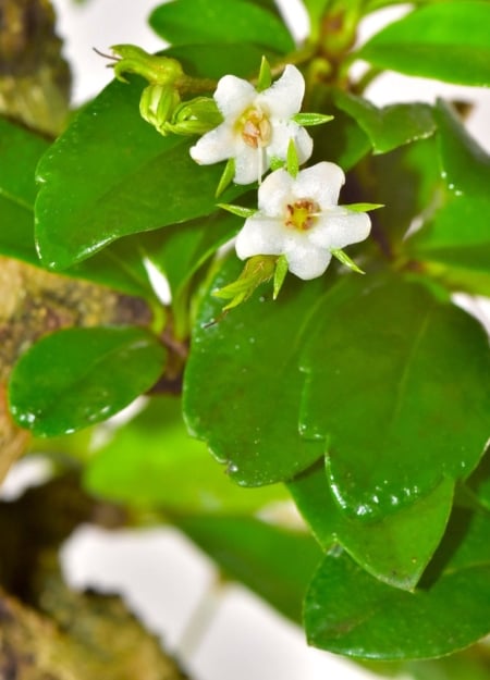 Tiny flowers during summer of the Oriental Tea Tree (Carmona) bonsai