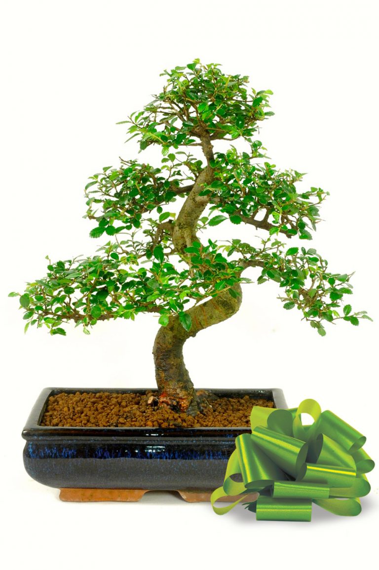 Large Chinese Elm Bonsai Tree for sale in the UK. Delivery