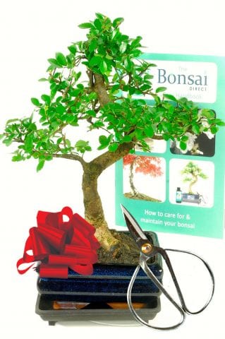 Chinese Elm Bonsai Starter Pack (GELM2)