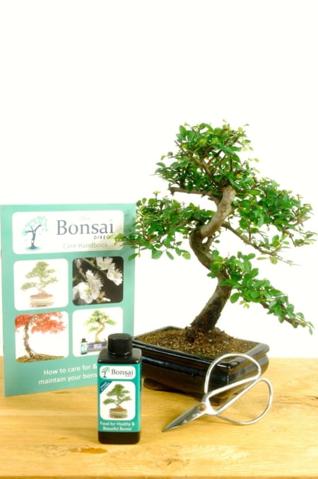 Chinese Elm Bonsai Starter Pack