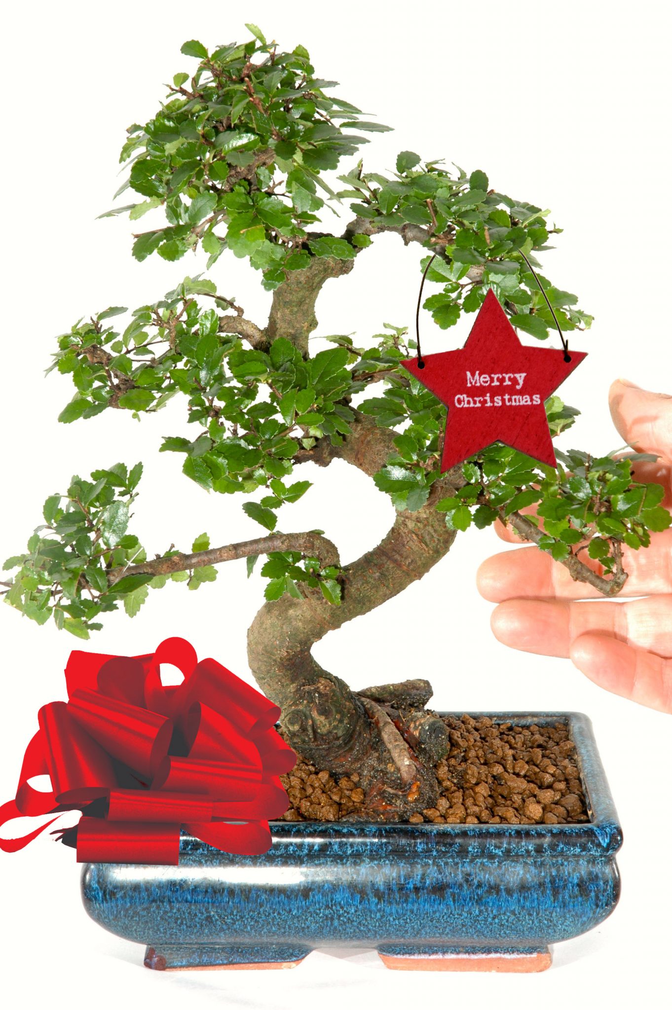 Gift a Tree Medium SShaped Chinese Elm Christmas Bonsai