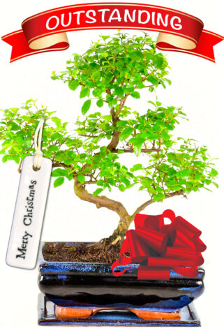 Festive Sweet Plum Bonsai Tree Gift