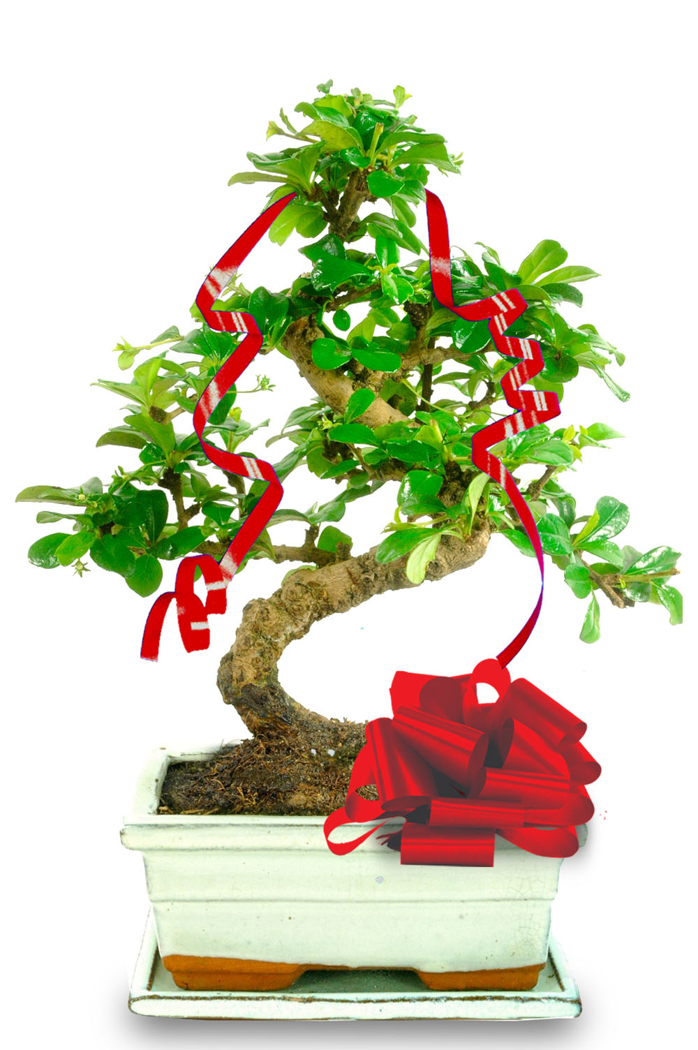 Merry Christmas Flowering Indoor Bonsai with Ivory pot and tray