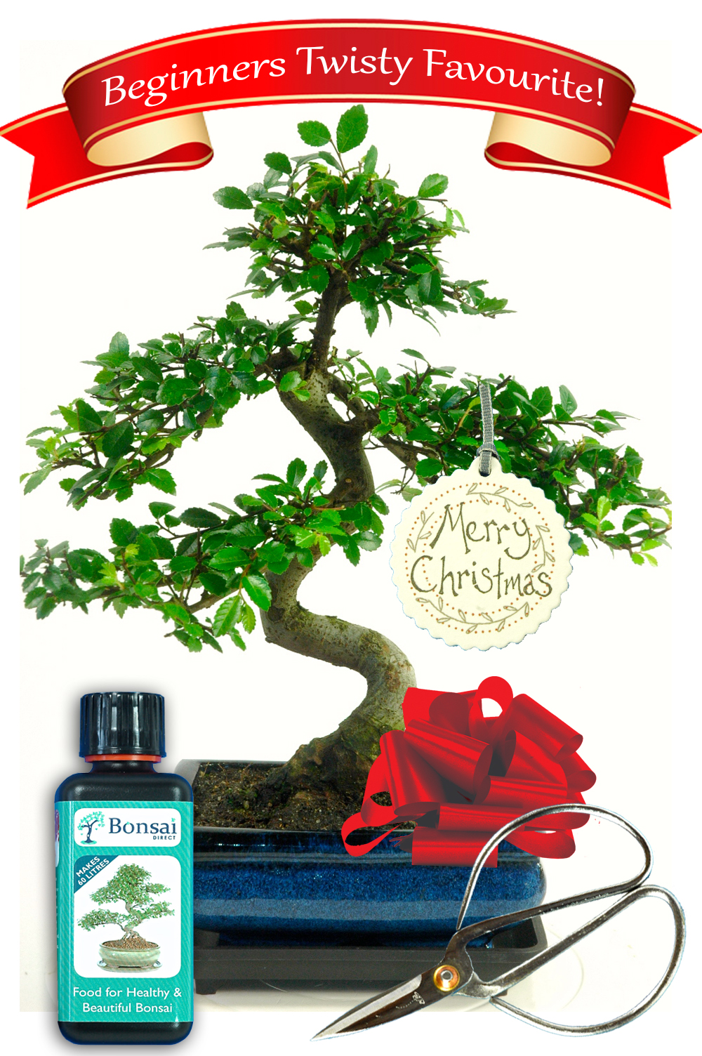 Choice Christmas Gift Set with Chinese Elm Bonsai