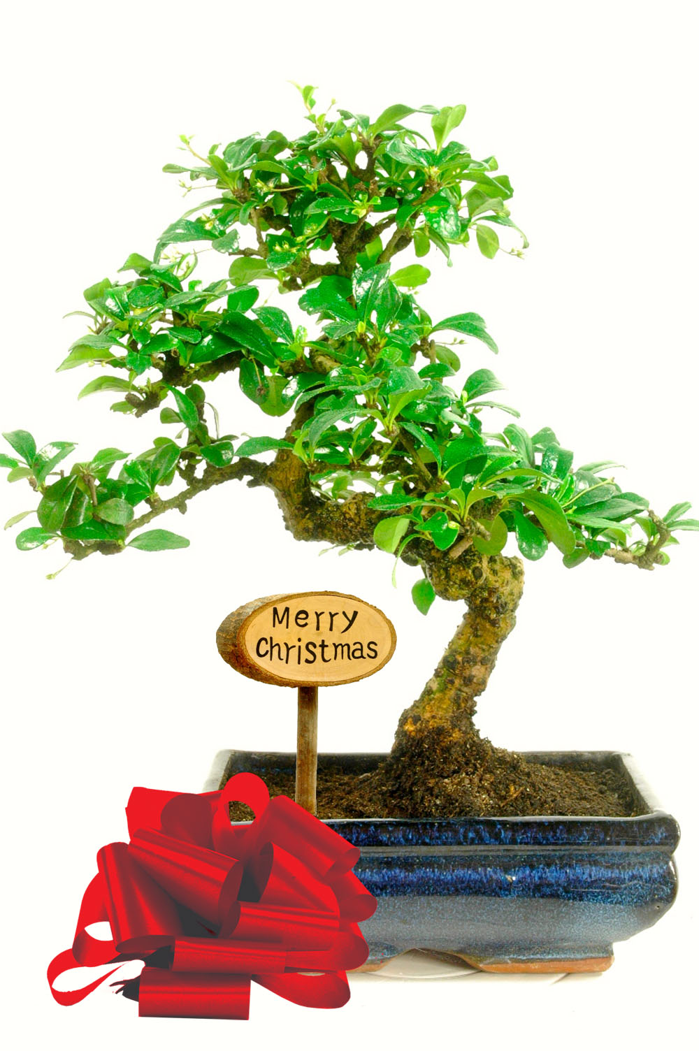 Exquisite Flowering Bonsai Christmas Gift