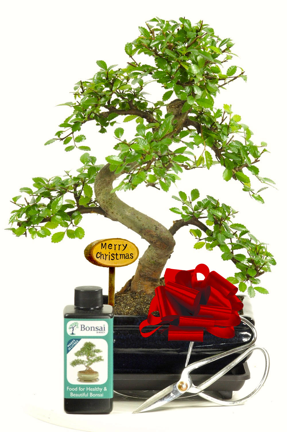 Special Offer Christmas Bonsai Kit