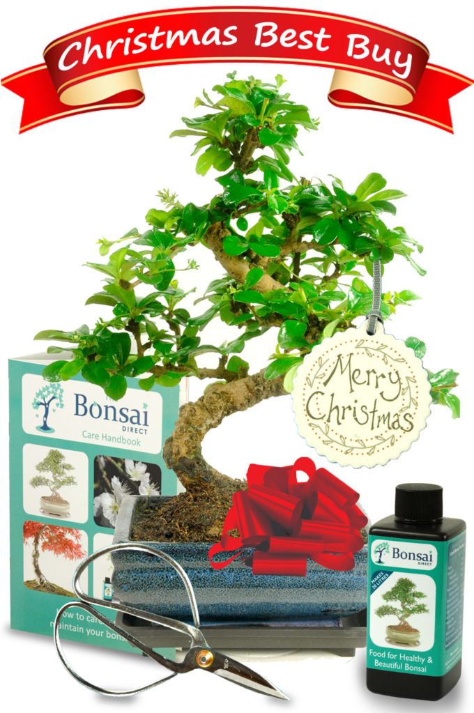 Bonsai Gift Trees for Christmas Presents with free delivery