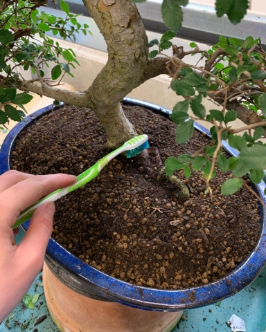 General Bonsai tree care