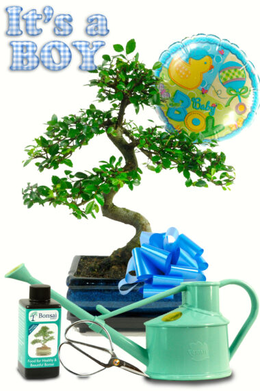 Complete Baby Boy Bonsai Gift. Perfect Presents for New Parents