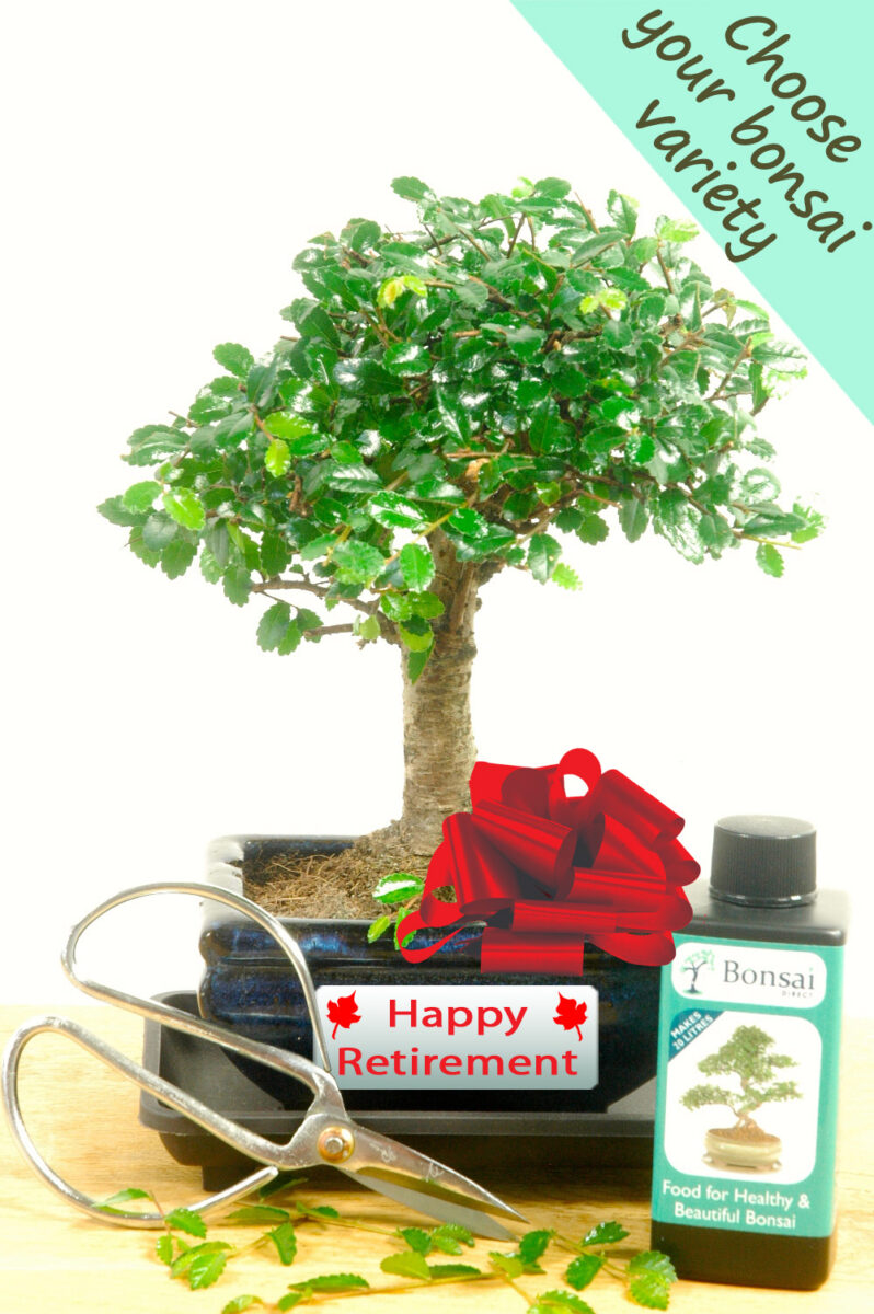 Complete Beginners Retirement Baby Bonsai Set for sale in