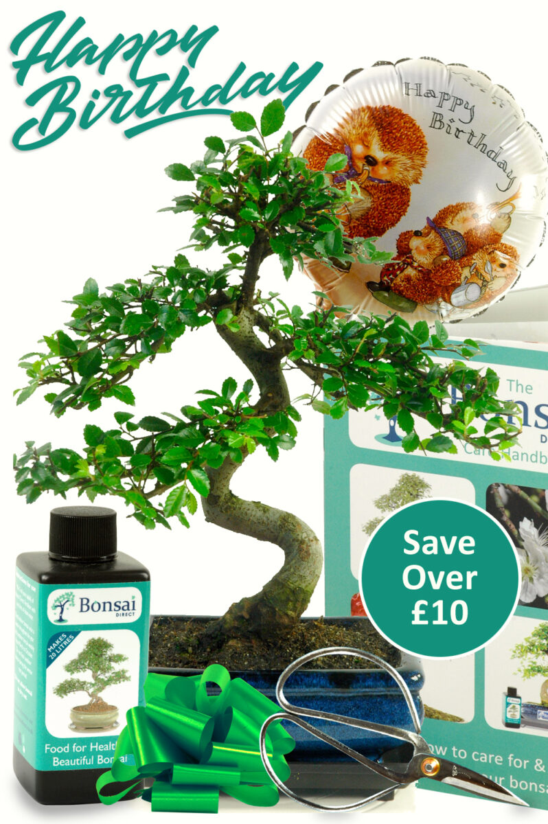 Birthday Tree | Complete Birthday Bonsai Kit with Foil Balloon