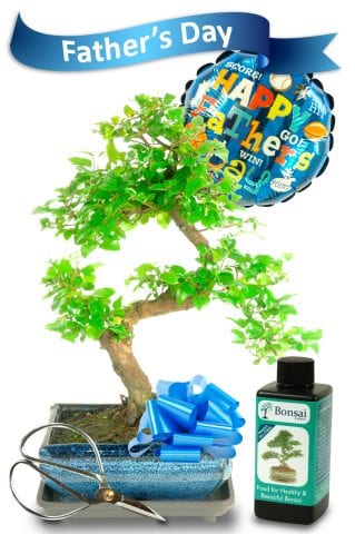 Complete Fathers Day Bonsai Gift Set