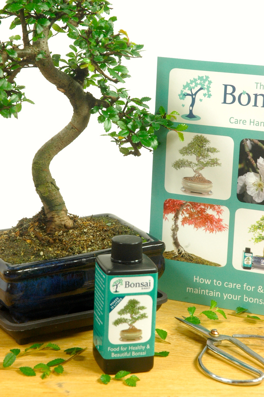 50+ Chinese Elm Bonsai Care Uk Gif Hobby plan