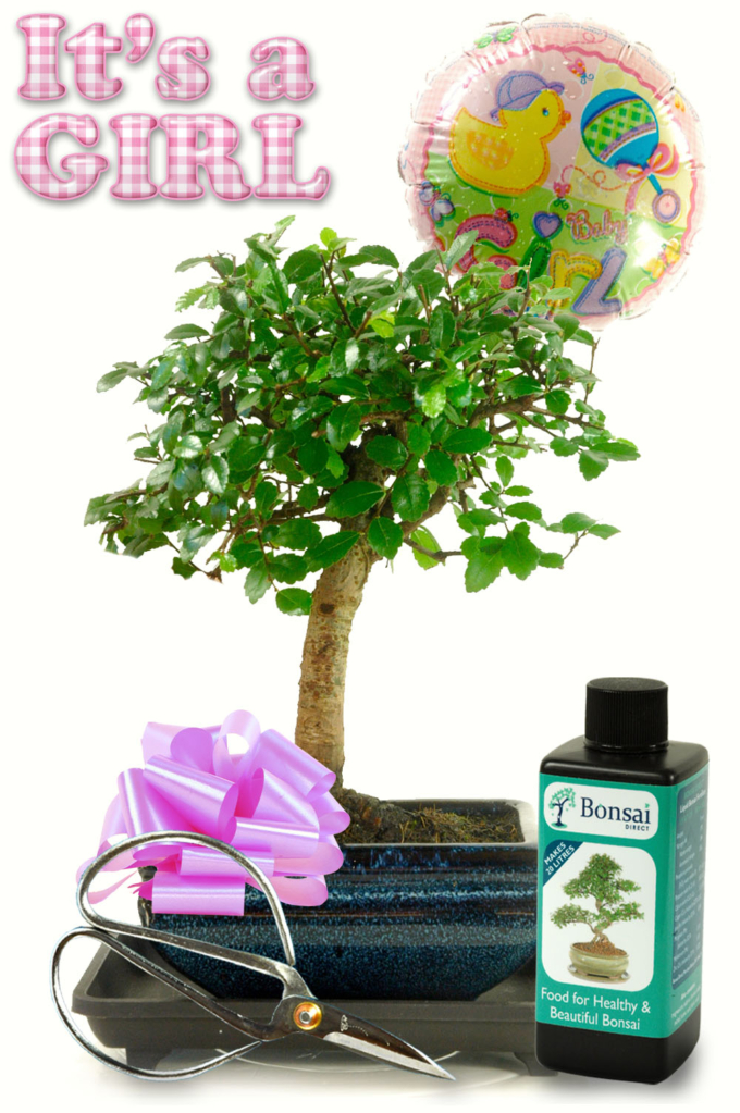 Chinese Elm Bonsai Gift Baby Girl. Free delivery to most of the UK.