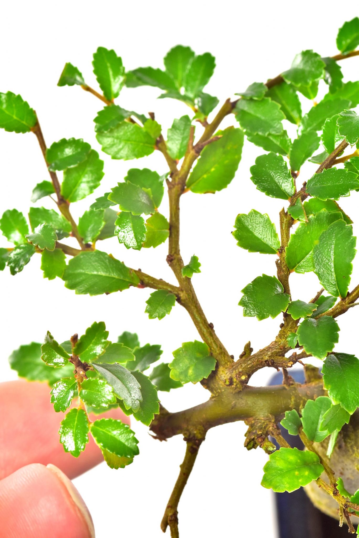 The tiny twigs of the Chinese Elm bonsai