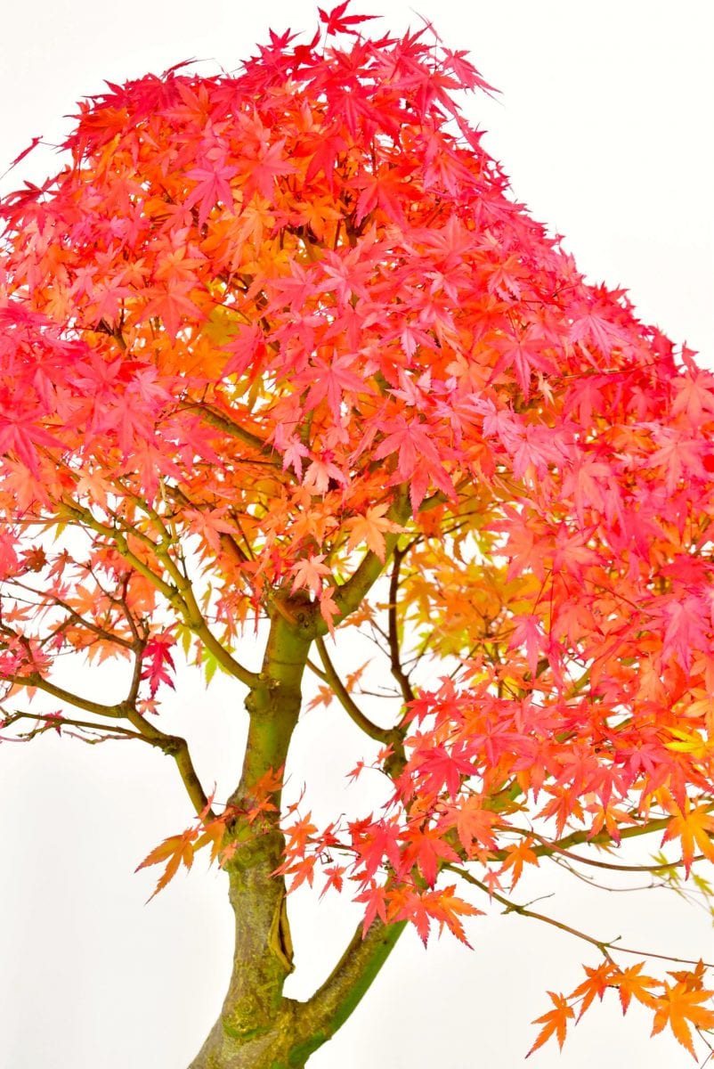 Amazing Late autumn foliage colour of Maple bonsai