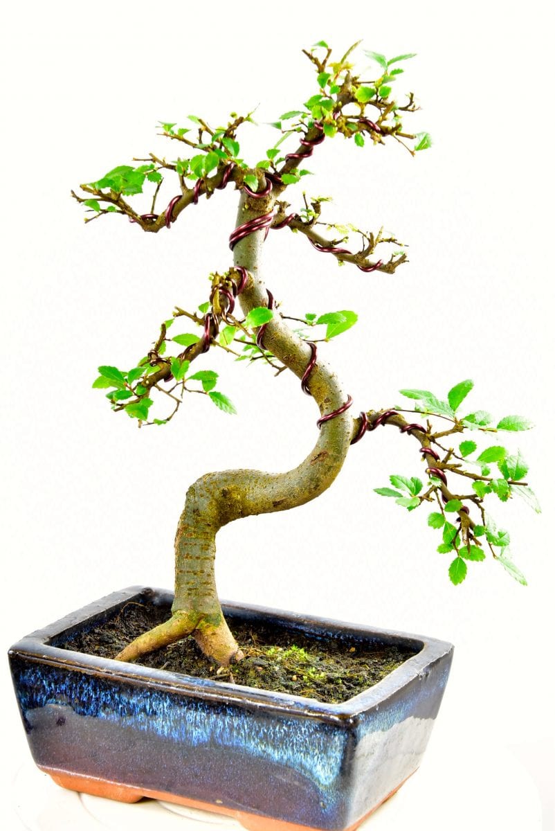 Bonsai Tree Kit Lloyd Noall's Bonsai Pruning, Wiring & Potting Kit