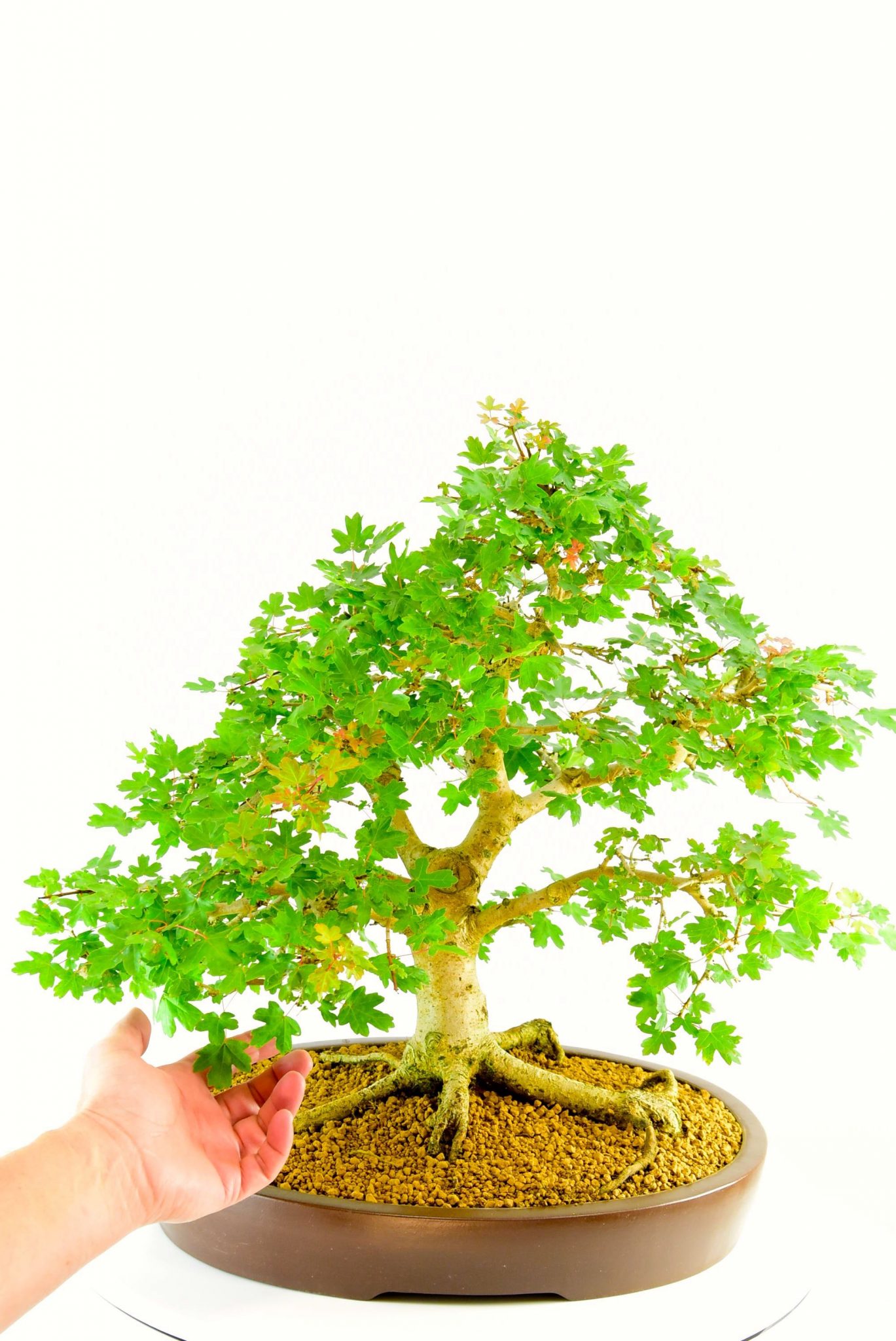 Outstanding exposed root system