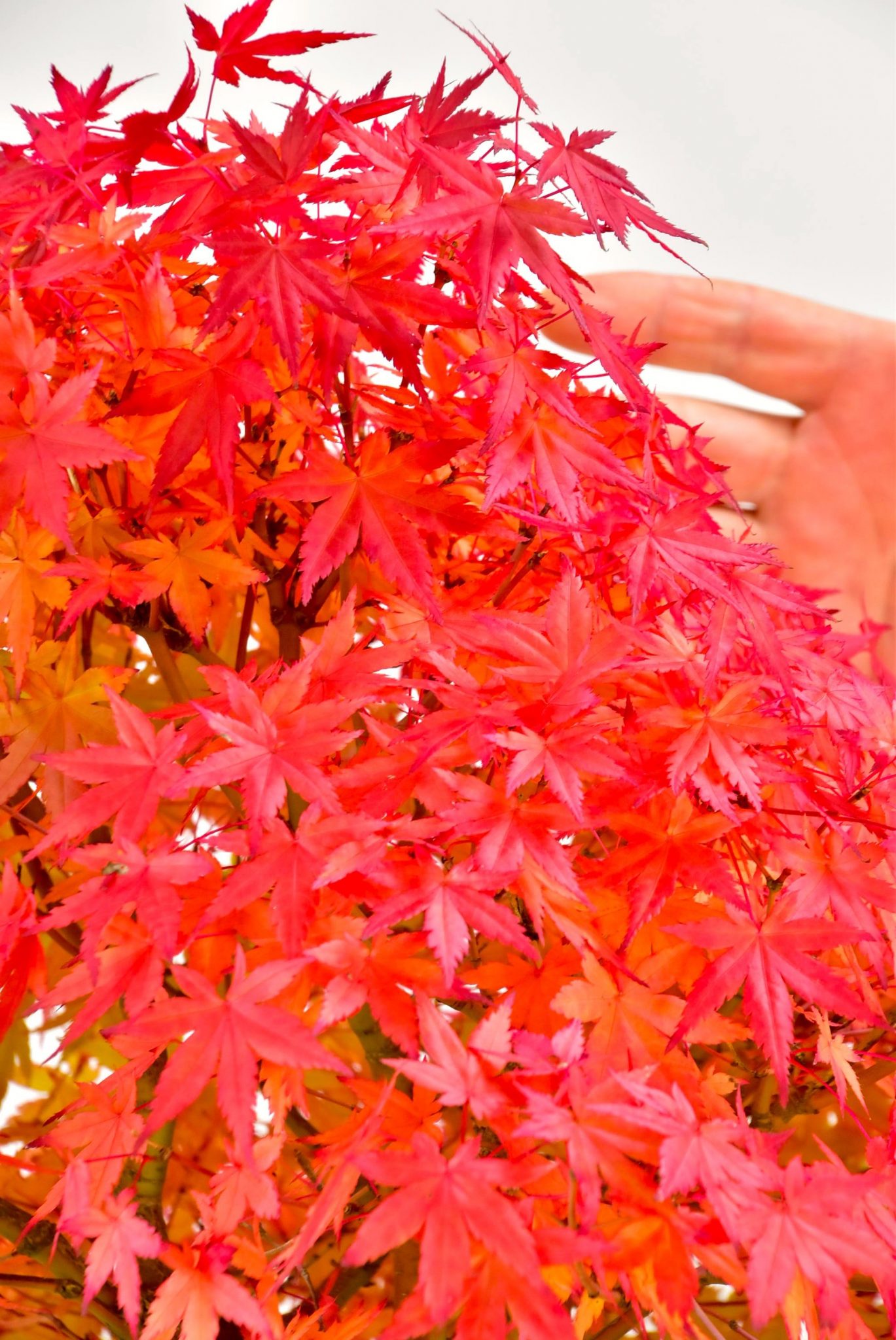 Late autumn specimen Maple bonsai colour