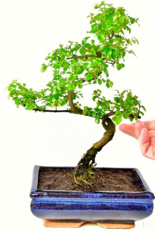 Chinese sweet plum bonsai (Sageretia theezans)