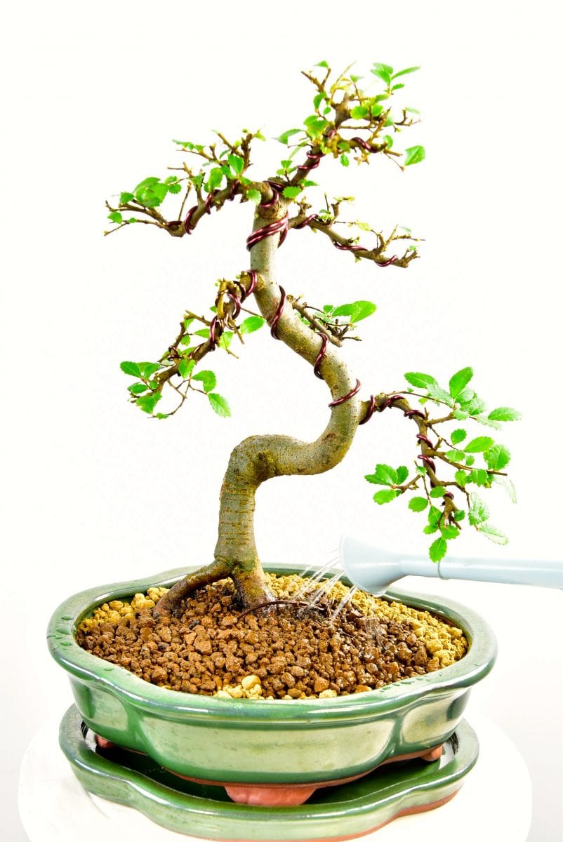 Bonsai Tree Kit Lloyd Noall's Bonsai Pruning, Wiring & Potting Kit